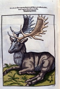Ein Rentier (Cervidae) in Historia Animalium von Conrad Gesner (1516 - 1565), Tiguri