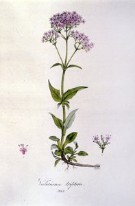 Baldrian. Gravur des 19. Jahrhunderts