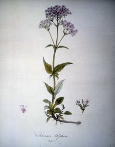 Valeriana mauve oder Valeriana tripteris. Herbarium des 19. Jahrhunderts.