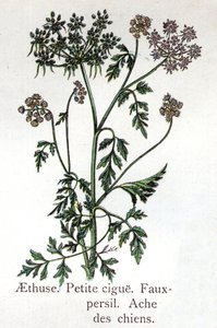 Giftige botanische Pflanzen: Aethuse, Kleiner Hail, falsche Petersilie und Hundsschmerz. Gravur in „The natural medication“ von Friedrich Eduard Bilz (1842-1922) von Unknown artist