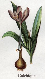 Giftige botanische Pflanzen: Herbstzeitlose. Gravur in „Die natürliche Medikation“ von Friedrich Eduard Bilz (1842-1922) von Unknown artist