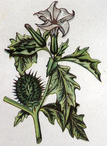 Giftige botanische Pflanzen: Stechapfel. Gravur in „The natural medication“ von Friedrich Eduard Bilz (1842-1922)