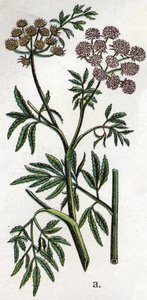Giftige botanische Pflanzen: Wasserschierling oder Wasserschierling, auch bekannt als giftiger Schierling (Cicuta virosa). Gravur in „Die natürliche Medikation“ von Friedrich Eduard Bilz (1842-1922) von Unknown artist