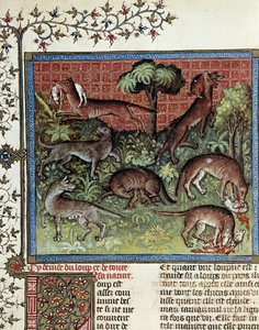 Wir motten den Wolf und seine ganze Natur. Miniatur von Gaston Phoebus (1331-1391) genannt Gaston III Graf von Foix von Unknown artist
