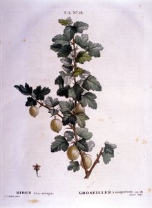 Weiße Johannisbeere oder Makrele: botanische Tafel aus dem 19. Jahrhundert von Unknown artist
