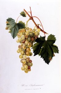 Weiße Trauben. Gravur des 19. Jahrhunderts von Unknown artist