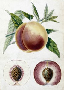 Weiße Pfirsich - botanische Tafel