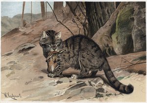 Wildkatze - Die Wildkatze (Felis silvestris) - Gravur aus „Brehms Tierleben“ von Alfred Edmund Brehm (1829-1884) von Unknown artist