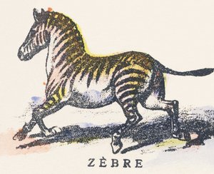 Z: Zebra von Unknown artist