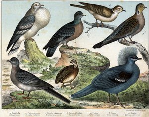 a: Hohltaube (Columba oenas), b: Mongolentaube (Columba gutturosa), c: Wandertaube (Etopistes migratoria), d: Türkentaube (Turtur risorius), e: Waldtaube (Turtur auritus), f: Krontaube (Goura coronata), g: Wachtel (Coturnix communis) - in „“ von Unknown artist