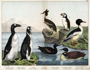 a: Gänsesäger (Mergus merganser), b: Haubentaucher (Podiceps cristatus), c: Eistaucher (Gavia immer), d: Gryllteiste (Cepphus grylle), e: Riesenalk (Pinguinus impennis), f: Papageitaucher (Fratercula arctica), g: Königspinguin (Aptenodytes patagonicus) von Unknown artist