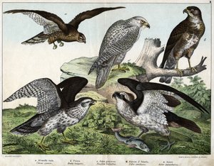 a: Adler oder Königsbussard, b: Düse, c: Fischadler, d: Islandfalke, e: Habicht - in „Naturgeschichte der Vögel“, ed. Hoepli, Mailand von Unknown artist