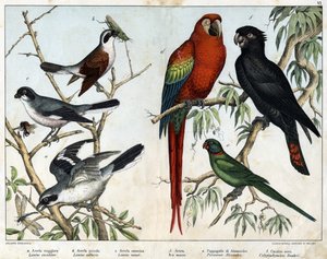 a: Raubwürger (Lanius excubitor), b: Neuntöter (Lanius collurio), c: Rotbrustwürger (Lanius linor), d: Roter Ara (Ara macao), e: Alexandersittich (Palaeornis Alexandria), f: Banks-Kakadu (Calyptorynchus banksii) - in „Naturgeschichte der von Unknown artist