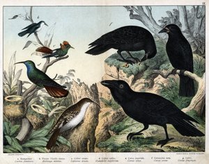 a: Gartenbaumläufer (Certhia familiaris), b: Kleiner Kolibri (Mellisuga minima), c: Geschmückter Kolibri (Lophornis ornata), d: Saphirkolibri (Hylocharis sapphirina), e: Kaiserkrähe (Corvus corax), f: Schwarze Krähe (Corvus corone), g: Rabe (Corvus frugile