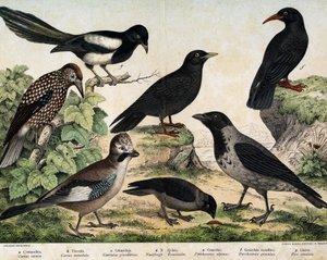 a: Nebelkrähe (Corvus cornix), b: Dohle (Corvus monedula), c: Eichelhäher (Garrulus glandarius), d: Tannenhäher (Nucifraga caryocatactes), e: Alpenkrähe (Pyrrohocorax alpinus), f: Alpenkrähe (Pyrrhocorax pyrrhocorax) - in „Natural History of Birds“, ed. Ho von Unknown artist