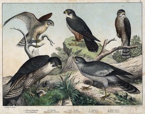 a: Wanderfalke (Falco peregrinus), b: Baumfalke (Hypotriorchis subbuteo), c: Turmfalke (Tunnunculus alaudarius), d: Europäischer Sperber (Accipiter nisus), e: Singender Habicht (Melierax musicus) - in „Natural History of Birds“, ed. Hoepli, Mailand