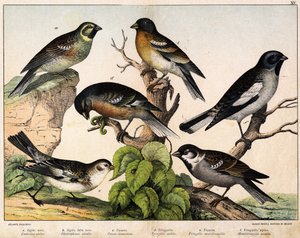 a: Sperling (Emberiza circlus), b: Schneesperling (Plectrophanes nivalis), c: Haussperling (Pour domesticus), d: Buchfink (Fringilla coelebs), e: Bergfink (Fringilla montifringilla), Niverolle (Montifringilla nivalis) - in „Naturgeschichte der Vögel“, Hrsg von Unknown artist