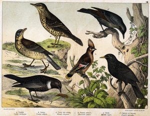 a: Misteldrossel (Turdus viscivorus), b: Wacholderdrossel (Turdus pilaris), c: Ringdrossel (Merula torquata), d: Blaumerle (Monticola cyanus), e: Amsel (Merula nigra), f: Seidenschwanz (Ampelis garulus) - in „Natural History of Birds“, ed. Hoepli, Mailand von Unknown artist