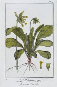 Die Primel (Primula vers) - in „Botanikübungen für Kaufleute“, verfasst von J.C. Philibert, Druckerei Crapelet, Paris von Unknown artist
