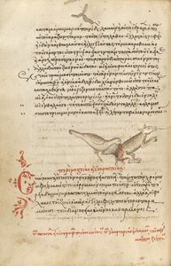 Ein Vogel pickt an einem Tier