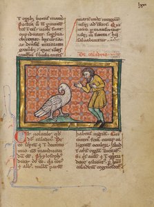 Ein Caladrius-Vogel von Unknown artist