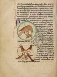 Ein Falke; Elstern von Unknown artist