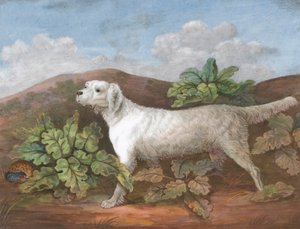 Ein Setter: Nach links gewandt, mit einer Rebhuhn, das sich links unter Kletten versteckt