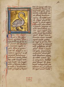 Ein Schwan