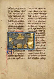 Ein Wildesel von Unknown artist