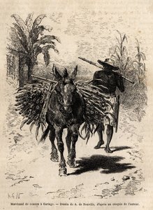 Ein Zuckerrohrhändler und sein Maultier in Cartago (Costa Rica), der einzige Händler, der die leeren Straßen der Stadt belebt. Gravur zur Illustration der Reise nach Neu-Granada, von Dr. Saffray, 1869, veröffentlicht in „Le tour du monde“ 1873, herausgegeb von Unknown artist