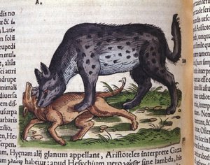 Eine Hyäne greift einen Hund an aus Konrad Gesners Historiae animalium, Tiguri