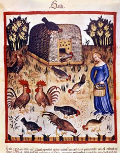 Eine junge Frau in einem niedrigen Hof füttert Hühner und Hähne. Illumination aus der Milchwirtschaft der Medizin und Diätetik „Tacuinum sanitatis“