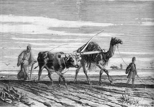 Landwirtschaft in Ägypten: ein Pflug, gezogen von einer Kuh und einem Kamel. Gravur in "Le Monde Illustré" Nr. 1316 vom 17. Juni 1882. von Unknown artist