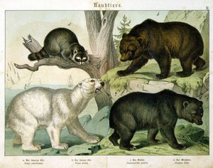 Amerikanischer Bär, Braunbär, Eisbär und Beuteltier - in „Natural history of mammals“, ed. Schreiber, München