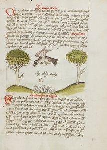 Ein Adler fliegt über einen Schwarm von Insekten