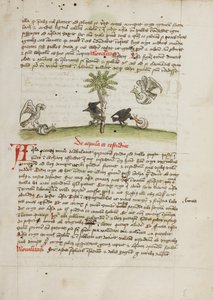 Ein Adler ergreift eine Schnecke; Eine Krähe pickt an einer Schnecke