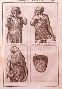 Anatomische Tafel darstellend: die Dimensionen, Muskeln des Bauches, Eingeweide und Magen. Gravur in "Anatomia Corporis Humani" von Juan Valverde De Amusco (1525-1588). Tafel I, Buch III. Barcelona. Biblioteca de Catalunya (Nationalbibliothek von Katalonie von Unknown artist