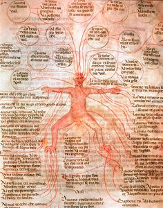 Anatomische Tafel zur Darstellung des Blutkreislaufs Miniatur aus dem Manuskript „De surgia“ 13. Jahrhundert Venedig, Biblioteca Marciana von Unknown artist