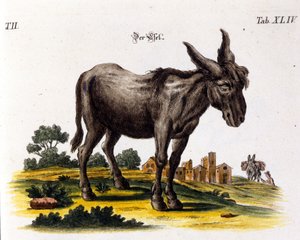 Ankey. Darstellung aus dem 18. Jahrhundert. von Unknown artist