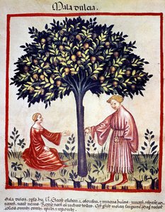 Apfelernte. Illumination aus der Milchwirtschaft der Medizin und Diätetik „Tacuinum sanitatis“