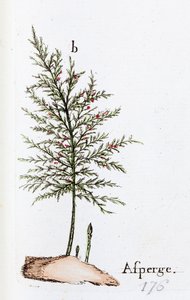 Spargel