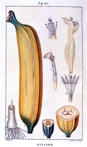Bananenbaum - Gravur des 19. Jahrhunderts. von Unknown artist