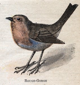 Nützliche Vögel für die Landwirtschaft: Rotkehlchen von Unknown artist