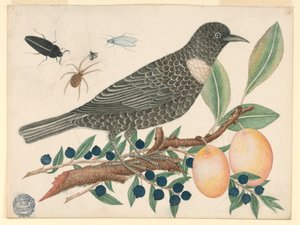 Schwarzer Vogel mit Blaubeeren und Aprikosen von Unknown artist