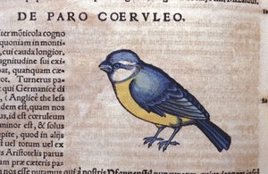 Blauer Singvogel in Historia Animalium von Conrad Gesner (1516 - 1565), Tiguri