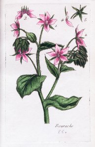 Borretsch