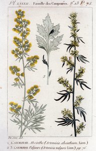 Botanische Platte: Wermut (Artemisia absinthium) und Gemeiner Beifuß (Artemisia vulgaris). Gravur des 18. Jahrhunderts von Unknown artist
