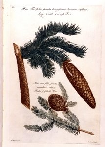 Botanische Tafel: ein Kiefernzapfen und ein Zweig. 18. Jahrhundert. von Unknown artist