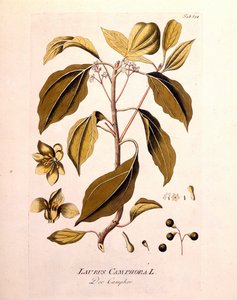 Botanische Tafel: Kampfer (Laurus Camphora). Gravur in „da Icons Plantarum medicinalium“ von Joseph Jacob von Plenck, österreichischer Arzt und Botaniker (1738-1807), Wien 1791. von Unknown artist