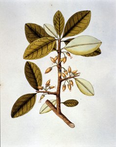 Botanische Tafel, die die Kokapflanze (Erytroxilum Havanense) aus dem Herbarium von Nicolas Joseph Jacquin „Selectarum Stirpium Americanarum Historia“ darstellt. Anfang des 18. Jahrhunderts von Unknown artist